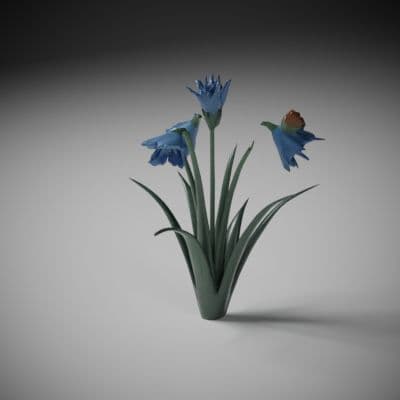 Wilted Blue Cornflower Patch