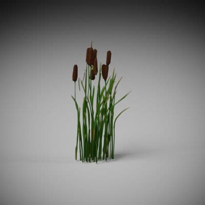 Tangled Cattail Reeds